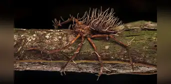 Biólogo capta a una araña gigante 'poseída' por un hongo parásito
