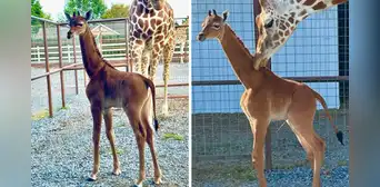Nace una extraña jirafa sin manchas en un zoológico de Estados Unidos Nace una extraña jirafa sin manchas en un zoológico de Estados Unidos