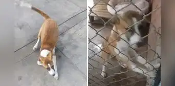 Rescatistas denuncian presunto maltrato animal en Albergue Municipal de Surco