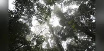 El calentamiento global ha comenzado a frenar la fotosíntesis en los bosques tropicales de la Tierra El calentamiento global ha comenzado a frenar la fotosíntesis en los bosques tropicales de la Tierra