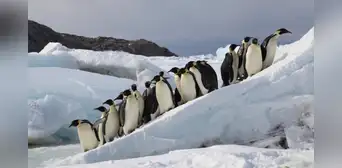 Emergencia en la Antártida: colonias de pingüinos pierden todos sus polluelos tras quedarse sin hielo Emergencia en la Antártida: colonias de pingüinos pierden todos sus polluelos tras quedarse sin hielo
