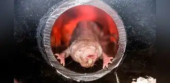 Transfieren la inmunidad al cáncer de la rata topo a otra especie: ¿se podrá con humanos? Transfieren la inmunidad al cáncer de la rata topo a otra especie: ¿se podrá con humanos?