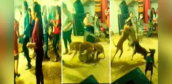Perros inician pelea en fiesta y usuarios reaccionan: “Para qué invitan a Firu si saben cómo se pone” Perros inician pelea en fiesta y usuarios reaccionan: “Para qué invitan a Firu si saben cómo se pone”