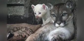 Nace un extraño puma blanco en el zoológico de Nicaragua