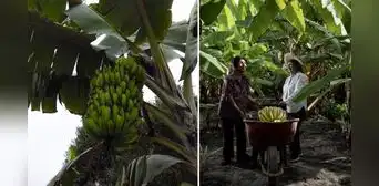 Exportan el primer contenedor con 22 toneladas de puré de plátano orgánico desde Piura a Europa Exportan el primer contenedor con 22 toneladas de puré de plátano orgánico desde Piura a Europa