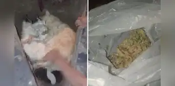 "Eran gatitos tranquilos”: vecina de Chorrillos denuncia que envenenaron a sus mascotas "Eran gatitos tranquilos”: vecina de Chorrillos denuncia que envenenaron a sus mascotas