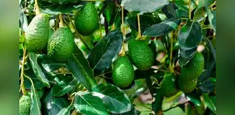 Palta hass: exportación crecerá solo en 2% este 2023 Palta hass: exportación crecerá solo en 2% este 2023
