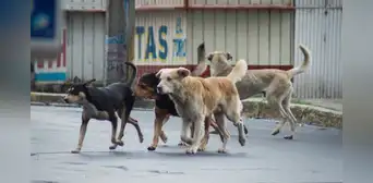 San Borja: vecinos solo podrán tener hasta 5 mascotas en sus viviendas