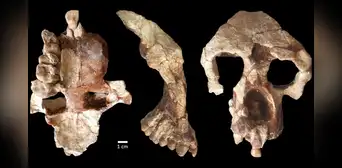 Fósil de hace más de 8 millones de años sugiere que los humanos no aparecieron en África Fósil de hace más de 8 millones de años sugiere que los humanos no aparecieron en África