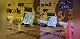 Taxista fallece en la vía pública y perrito permaneció a su lado: “El mejor amigo" Taxista fallece en la vía pública y perrito permaneció a su lado: “El mejor amigo"
