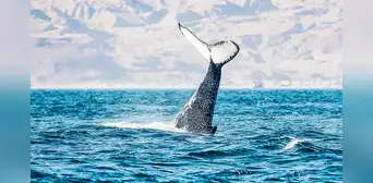 Piura y Tumbes: entre ballenas y manglares hay todo un mundo por explorar Piura y Tumbes: entre ballenas y manglares hay todo un mundo por explorar