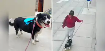 “La adopté hace 10 años”: perrita se pierde en San Miguel y dueño pide ayuda para encontrarla
