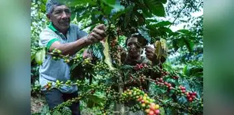 Producción de café se contrajo en 8 regiones durante junio: ¿cuáles son las afectadas? Producción de café se contrajo en 8 regiones durante junio: ¿cuáles son las afectadas?