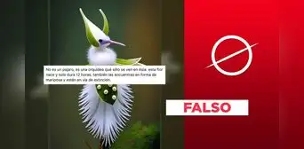 El retorno de la IA: imagen de orquídea en forma de pájaro no es una foto real