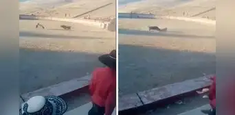 Cusco: joven muere tras ser embestido por toro durante evento taurino Cusco: joven muere tras ser embestido por toro durante evento taurino