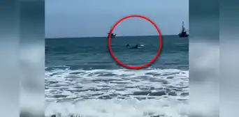 Aparición de delfines sorprende a bañistas en playa de Piura: "Queremos acariciarlos" Aparición de delfines sorprende a bañistas en playa de Piura: "Queremos acariciarlos"