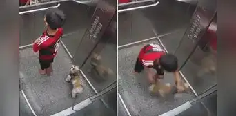 Niño salva a su perro luego de que su collar quedó atrapado en puerta de ascensor: “Sentí desesperación” Niño salva a su perro luego de que su collar quedó atrapado en puerta de ascensor: “Sentí desesperación”