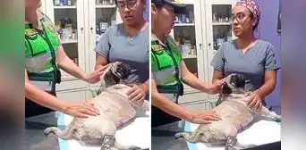 Perrita apuñalada en La Victoria se encuentra estable y recuperándose