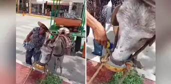 Burro toma cerveza helada ante sofocante calor en Piura: “¡Qué tal sed!” Burro toma cerveza helada ante sofocante calor en Piura: “¡Qué tal sed!”