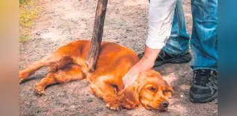 Maltrato animal: ¿qué municipios impusieron multas por violencia contra mascotas en 2023?