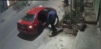 ¡Ni las plantas se salvan! Hombre es captado robando macetas de una vivienda en San Miguel ¡Ni las plantas se salvan! Hombre es captado robando macetas de una vivienda en San Miguel