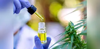 Nuevo reglamento de cannabis para uso medicinal en el Perú: ¿de qué trata y en qué casos aplica? Nuevo reglamento de cannabis para uso medicinal en el Perú: ¿de qué trata y en qué casos aplica?