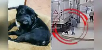 VMT: asaltan a joven en la puerta de su casa y se llevan a mascota de la familia VMT: asaltan a joven en la puerta de su casa y se llevan a mascota de la familia