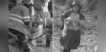 Hallan 33 ovejas muertas en Apurímac: tienen perforaciones en el cráneo, dijo alcalde