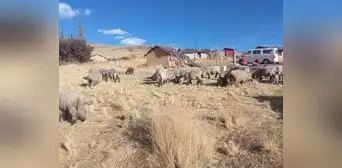 Extraña muerte de 30 ovejas en Apurímac y el mito del "chupacabras"