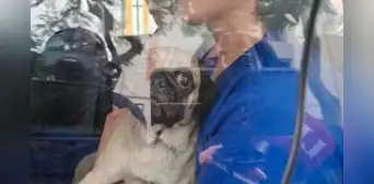 Surco: perrita Dachi fue operada con éxito y se espera su recuperación en las próximas horas