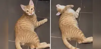 Gatito se ‘desmaya’ al escuchar que es adoptado: “La noticia más fuerte que le han dado” Gatito se ‘desmaya’ al escuchar que es adoptado: “La noticia más fuerte que le han dado”