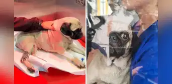 Caso Dachi: reparación de S/5.000 impuesta por juez no cubre ni los gastos de operación de perrita