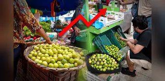 Precio del limón: ¿para cuándo esperan los comerciantes que se normalice el costo? Precio del limón: ¿para cuándo esperan los comerciantes que se normalice el costo?