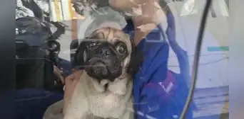 Caso Dachi: realizan colecta para pagar operación de can porque veterinaria no cubrirá todo Caso Dachi: realizan colecta para pagar operación de can porque veterinaria no cubrirá todo