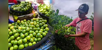 Precio del limón aumentó en 500%: ¿cuáles son las causas que originaron su escasez? Precio del limón aumentó en 500%: ¿cuáles son las causas que originaron su escasez?
