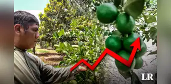 Piura: productores piden al Estado controlar precio de fertilizantes para evitar escasez y mayor alza del limón