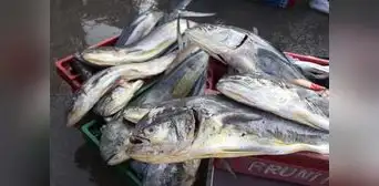 Produce autoriza pesca exploratoria del recurso marino perico Produce autoriza pesca exploratoria del recurso marino perico
