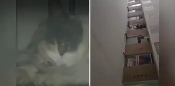 Encuentran a gatita herida: vecinos denuncian que fue lanzada del piso 13 de un edificio Encuentran a gatita herida: vecinos denuncian que fue lanzada del piso 13 de un edificio