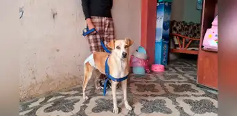 Chorrillos: piden apoyo para perrita que habría sido abusada sexualmente Chorrillos: piden apoyo para perrita que habría sido abusada sexualmente