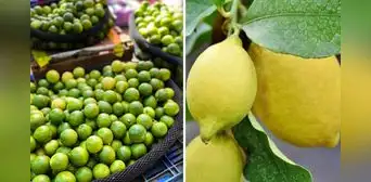 ¡También va en incremento! Precio de la lima se eleva tras ser usada como alternativa del limón ¡También va en incremento! Precio de la lima se eleva tras ser usada como alternativa del limón