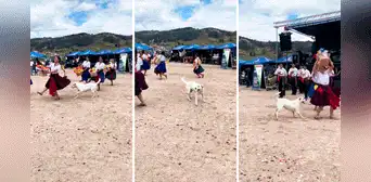Perrito interrumpe show de baile folclórico y usuarios bromean: “Firulais es el coreógrafo” Perrito interrumpe show de baile folclórico y usuarios bromean: “Firulais es el coreógrafo”