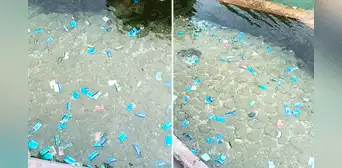 Joven capta tarjetas bancarias en estanque de Parque de las Leyendas: “Ahora los deseos se pagan en cuotas” Joven capta tarjetas bancarias en estanque de Parque de las Leyendas: “Ahora los deseos se pagan en cuotas”
