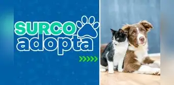 ¿Cómo adoptar una mascota? Surco lanza plataforma web para acoger a animales rescatados
