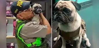 Cercado de Lima: perrito atacado por su dueño tiene hematoma en el vientre, según la Policía