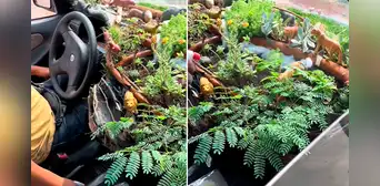 ¡Solo pasa en Perú! Taxista sorprende con peculiar ‘jardín’ dentro de su auto: “El verdadero oxígeno” ¡Solo pasa en Perú! Taxista sorprende con peculiar ‘jardín’ dentro de su auto: “El verdadero oxígeno”