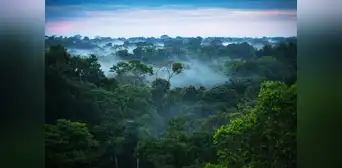 Bosques de Sudamérica pierden su capacidad de absorber CO2 por el fenómeno El Niño