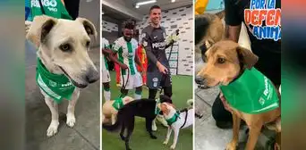 Futbolistas de Atlético Nacional tienen noble gesto con perros y video da la vuelta al mundo