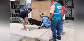 Perrito queda grave tras ser atacado con agua hirviendo en Nuevo Chimbote
