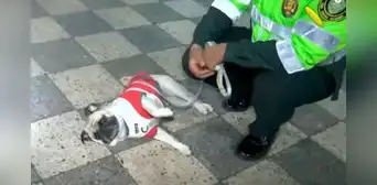 Perrito pug agredido Asap será adoptado por comisaría Chacra Colorada de Breña