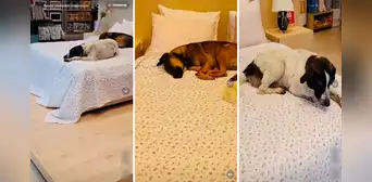 Perritos callejeros se meten a local de venta de colchones y duermen plácidamente sobre una cama Perritos callejeros se meten a local de venta de colchones y duermen plácidamente sobre una cama